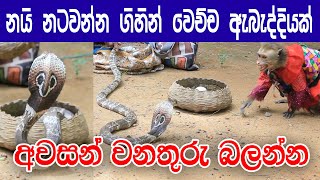 Sri Lankan Snakes & Toque macaque Fight  KMJ T