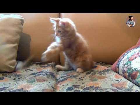 funny moment with my kitty | funny video | challenge with nafis