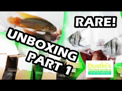 SEGREST RARE AQUARIUM FISH UNBOXING Part 1