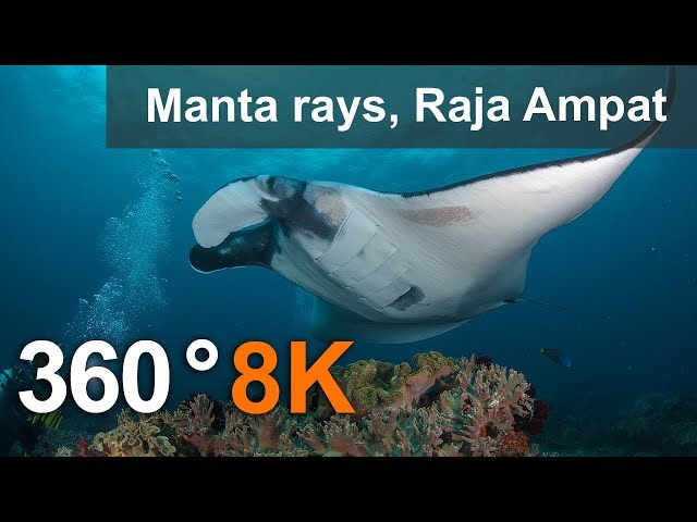 Diving with Manta Ray, Raja Ampat.  8K underwater 360 video