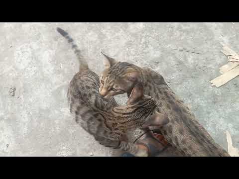 6 Cats Chunnu, Munnu, Shery, Coco Gogo & Bobo Name