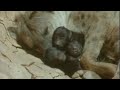 Incredible Births In The Wild Attenborough Trials Of Life BBC Earth