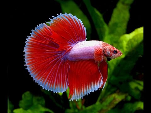 BETTA FISH NEW TANK SET UP