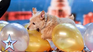 Will Mitch and Cally the Wonder Dog go out with a bang? | Britain's Got Talent 2015