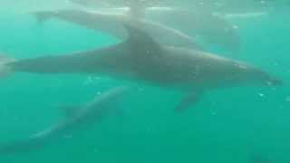 preview picture of video 'Swim with dolphins in New Zealand (Great Barrier Island)'