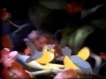 Anna And Rapunzel S Adventures Of Sing Along Songs Episode 6 Part 4 Version A
