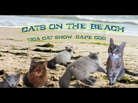 Purr View TV Show: Ep 02 Cats In The Beach 2012