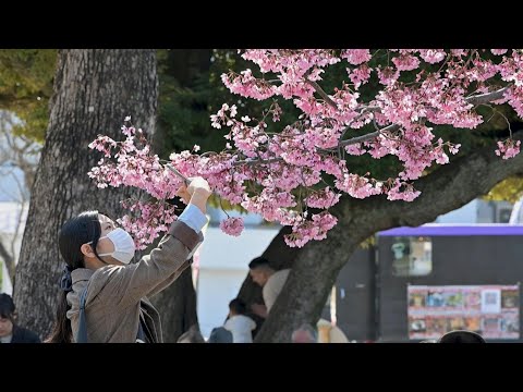 Video Thumbnail: Cherry blossoms draw crowds as they approach full bloom in Tokyo | AFP