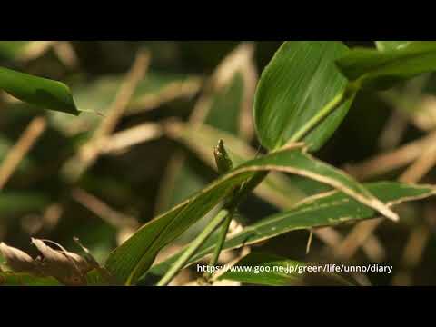 クロヒカゲの飛翔