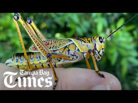 They’re not locusts, just Florida’s giant grasshoppers