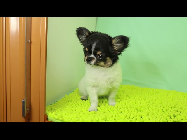 ブリーダー/ショップマロニエケンネル　MARRONNIER KENNELのチワワ・ロングコートで番号が2849です