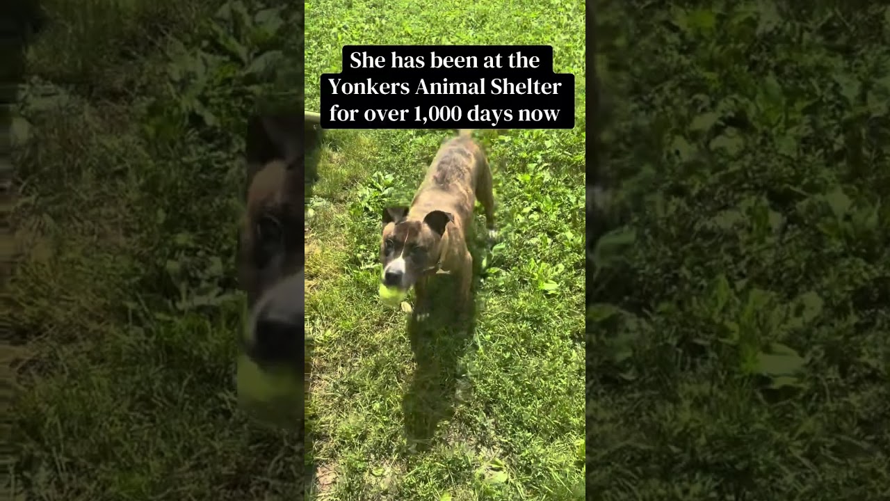 Enlarge Pearl, a Adoptable mixed breed in Yonkers, NY video 6/6