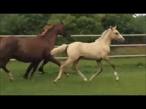 Reitponyhengstfohlen von FS Dior's Daikiri