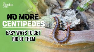 The Ultimate Guide: How to Get Rid of Centipedes Quickly and Safely