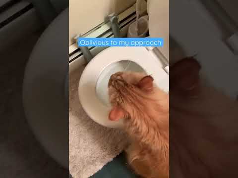 Why is my cat drinking out of the toilet? Isn’t that a dog-thing? Anyone else’s cat do this?