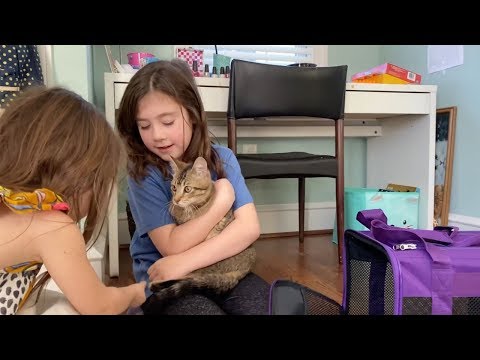 Sisters Get Surprised With New Pet Cat