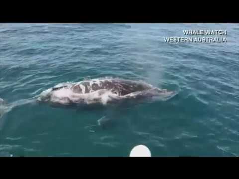 GWN7 News - Whale Watch Western Australia