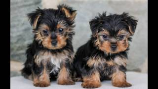 Video preview image #1 Yorkshire Terrier Puppy For Sale in LITITZ, PA, USA
