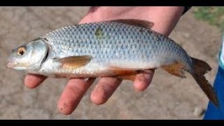 Когда клюет вобла на реке кигач