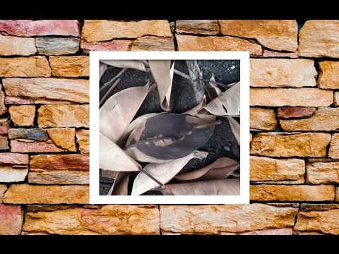 Bethen & AyoLion · MI MUNDO