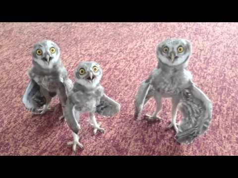 Skoften Sloopservice: Breek de week (18)