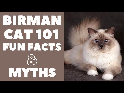 Birman Cats 101 : Fun Facts & Myths