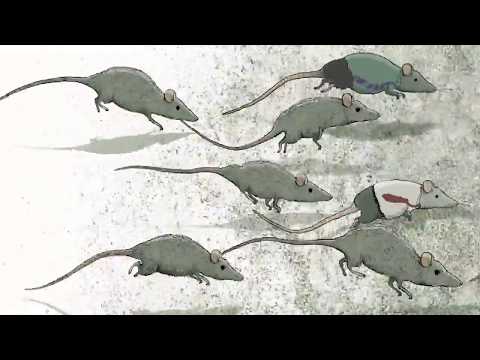 Felicidade (Animação)