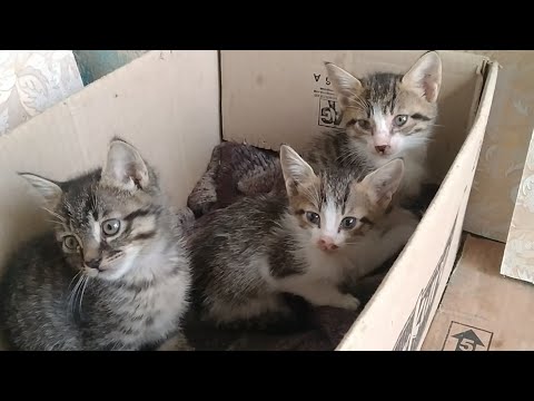 Mother Cat Has Weaned Her Kittens Completely And Kittens Are Ready For Adoption