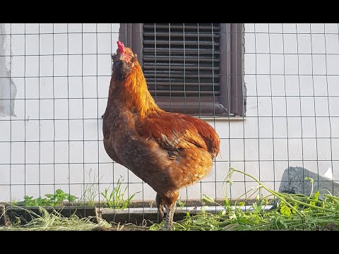 , title : 'Galline ornamentali - 2. Araucana. La gallina dalle uova blu!'