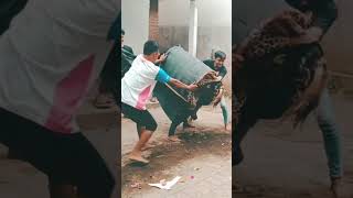 Download lagu keblak Kecil Sesi Latihan (BSW) Barong Sekar Wangi Live Sumbersari Pakistaji mp3