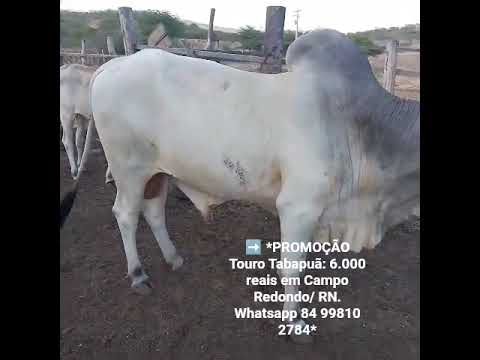 Touro Tabapuã: 6.000 reais em Campo Redondo/ RN. Whatsapp 84 99810 2784*#gado