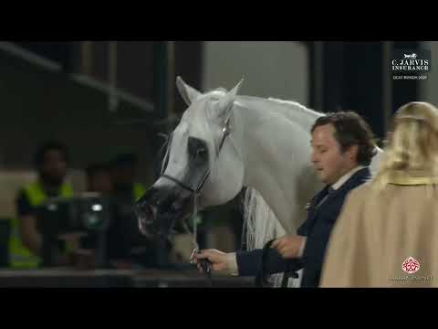 N 205 ALEXXANDERR   GCAT Riyadh 2025   Senior Stallions 10+ Years Old Class 12