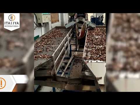 Cashew Processing