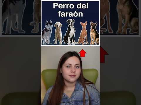 Can you name these DOG BREEDS in Spanish?