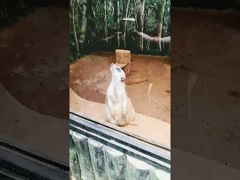 Nandan kanan #beach #music