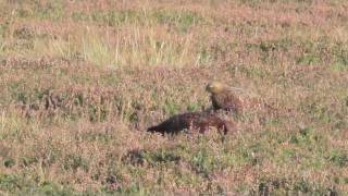 Red Grouse