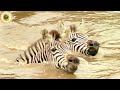 A Fight For Survival Natural World The Crossing Wildlife Documentary Hub