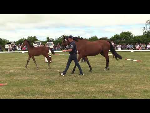 Holsteiner Fohlenschau Föhr 2022 | HF | Crack x Clarimo x Heraldik XX | St. 1907 | ZG Andresen