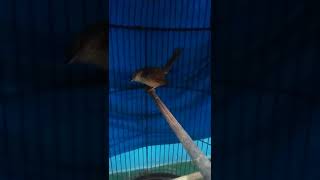 Download lagu cigun gacor ngalas pas buat pancingan cigun macet bunyi. mp3