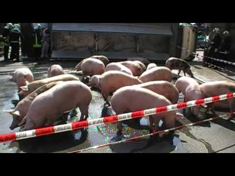 Radio Emscher Lippe: Schweine-Transporter umgekippt