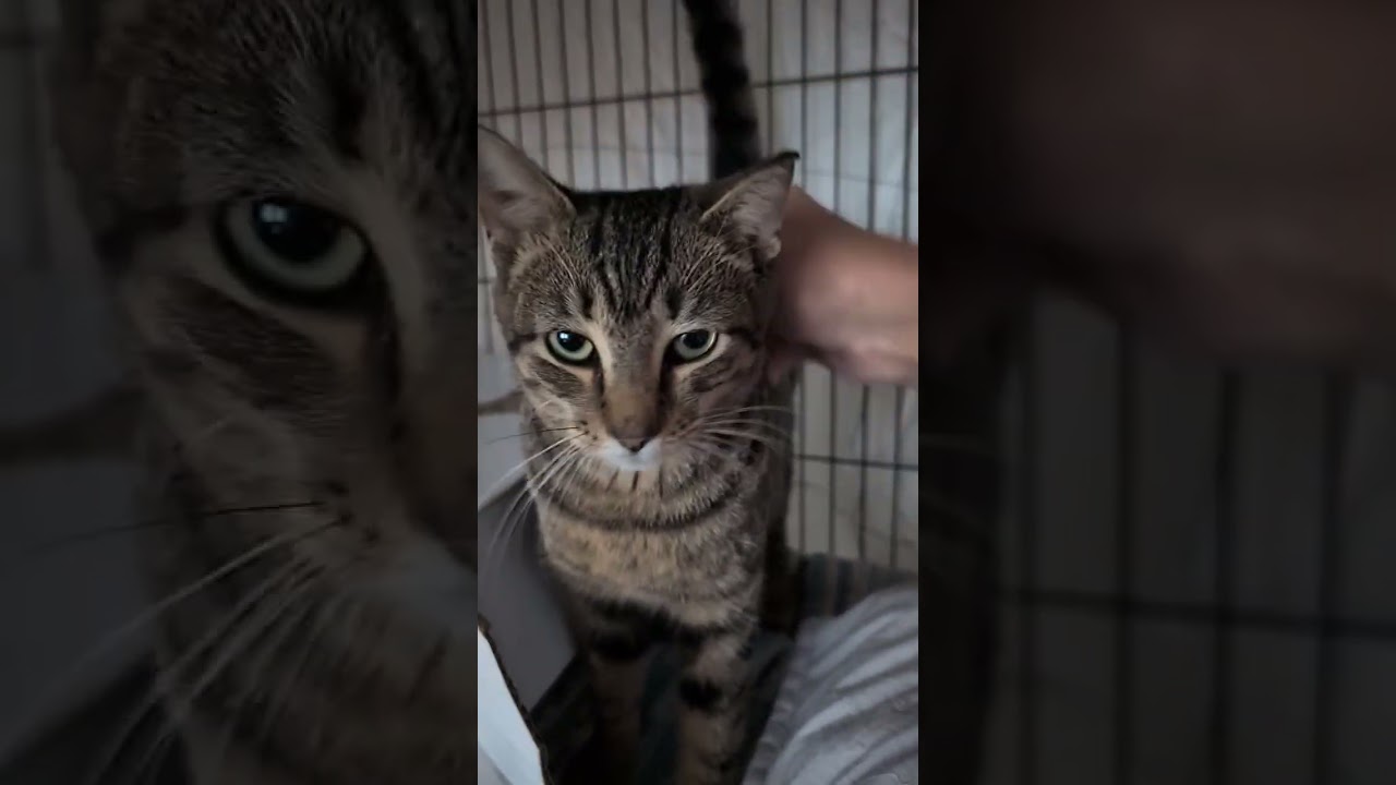 Enlarge Ivy, a ADOPTABLE Domestic Short Hair in Beaufort, SC video 5/5