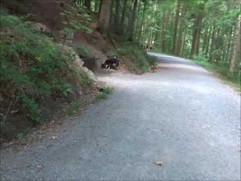 Deutsche Bracke (n) ohne Leine beim Spaziergang im Wald - Antijagdtraining
