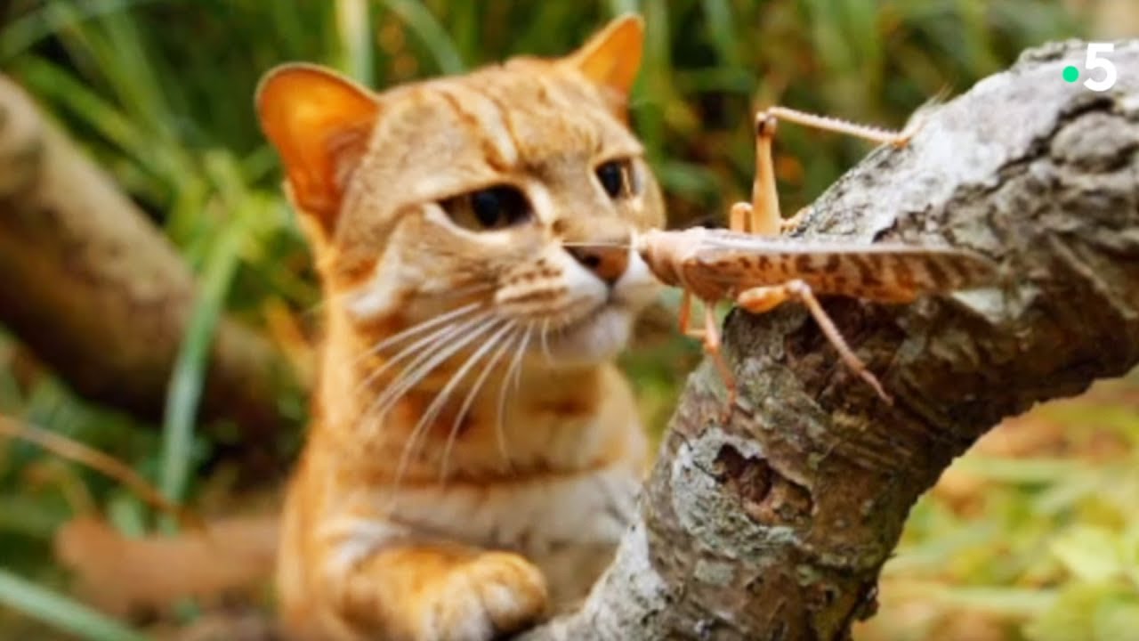 Documentaire | Ce chat mange des insectes