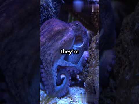 Mind Blowing Octopus Facts! 🐙