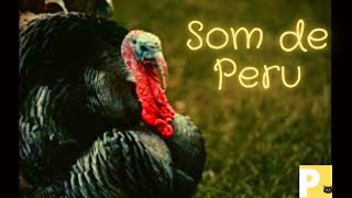 Som de peru - Som de animais - efeito sonoro - turkey sound - V1k1 - Yn4n