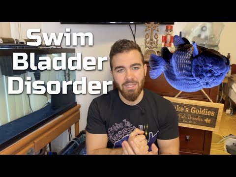 YouTube video about: Should I euthanize my fish with swim bladder?