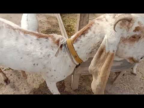 XXL XXL XXL XXL FREESTYLE 2024/ XXL 2025💕 /Xxwd500xa/XXL XXL XXL XXL Freestyle