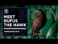 Rufus The Hawk Causes On-Camera Chaos | Wimbledon 2022
