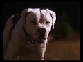 Homeward Bound The Incredible Journey Clip 2