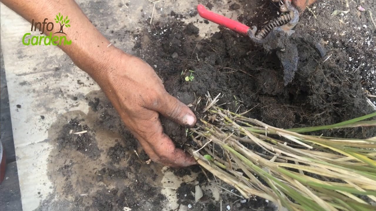 Como reproducir o cuidar la planta Pennisetum, Cola de plumas o Cola de zorro 🌾 🌾